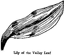 Lily of the Valley Leaf