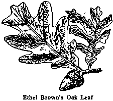 Ethel Brown's Oak Leaf