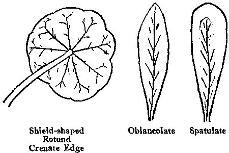 Shield-shaped Oblancolate Spatulate Rotund Crenate Edge