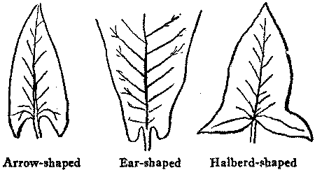 Arrow-shaped Ear-shaped Halberd-shaped
