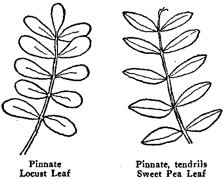 Pinnate Pinnate, tendrils Locust Leaf Sweet Pea Leaf