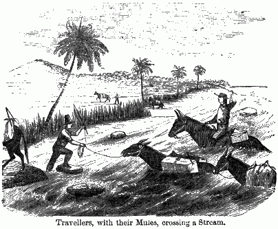 Three mules in a river; one being ridden and another being coaxed by another man.