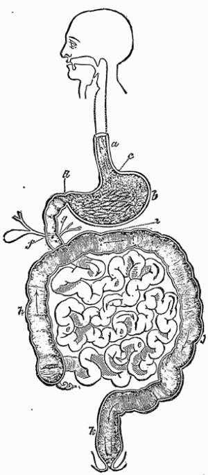 The Alimentary Canal, a. Esophagus; b. Stomach; c. Cardiac Orifice; d. Pylorus; e. Small Intestine; f. Bile Duct; g. Pancreatic Duct; h. Ascending Colon; i. Transverse Colon; j. Descending Colon; k. Rectum.