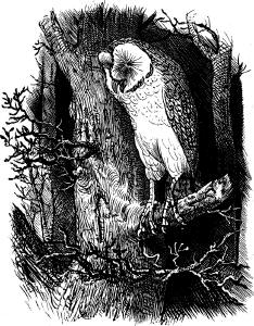The Hermit Owl 