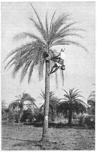 Insnijdingen maken in een palm ter verkrijging van den palmwijn.