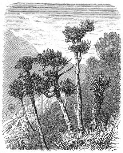 Euphorbiaceen-Bäume.