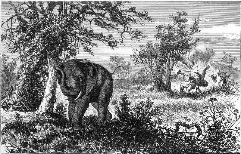 Elephant und Boer.