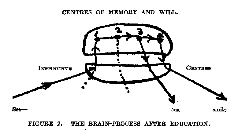 FIGURE 2. THE BRAIN-PROCESS AFTER EDUCATION.