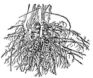 FIG. 162.—Roots of soy bean having tubercle-bearing bacteria.