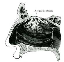 INSIDE OF THE NOSE.