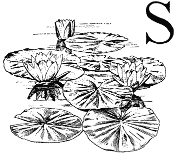 S, decorated with lily pads