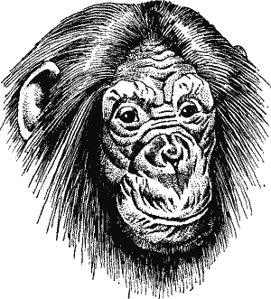 Head of Chimpanzee.