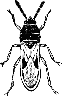 Chinch Bug.