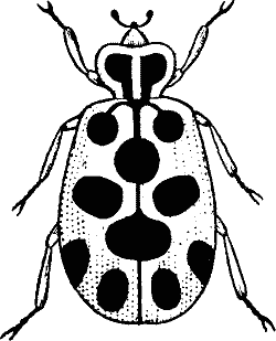 Thirteen-Spotted Lady Beetle.