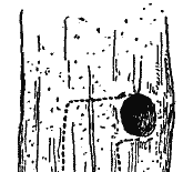 Woodpecker's Nest. (Dotted lines indicate inside of nest and eggs).