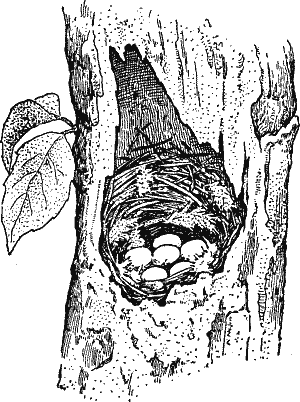 Nest of the Chicadee.