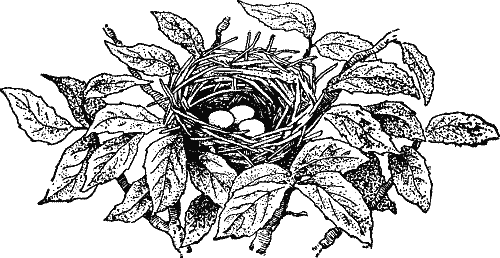 A bird’s nest