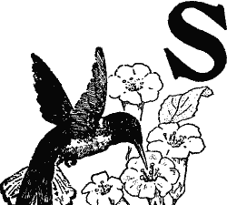 S, decorated with a humming bird