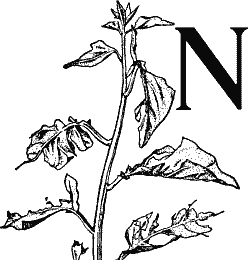 N, decorated with a plant