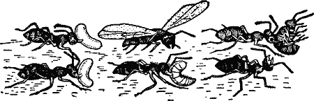 Return of Ants after a Battle.