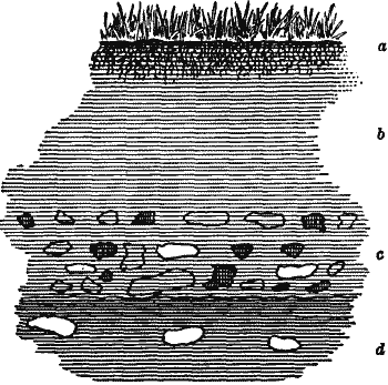 Fig. 1. Section of vegetable mould