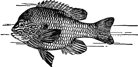 Long-eared Sunfish.