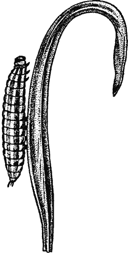 Fig. 1. The Caterpillar of the Marbled White Butterfly (Arge galathea).
