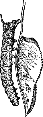 Fig. 2.--The Caterpillar of the Eyed Hawk-Moth (Smerinthus ocellatus).