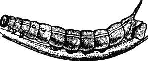 Fig. 7.--The Caterpillar of the Elephant Hawk-Moth (Chaerocampa elpenor). Third Stage.