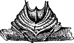 Fig. 1.--Caerostris Mitralis (from Vinson).