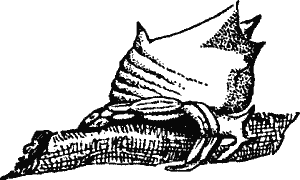 Fig. 2.--Caerostris Mitralis, in profile (from Vinson).