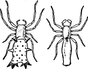 Fig. 7.--Acrosoma Rugosa. Left-hand figure female, right-hand figure male (from Emerton).
