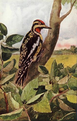 The Yellow-Bellied Woodpecker.