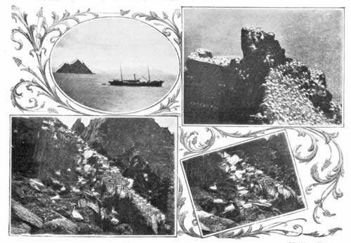 Gannets on Little Skelligs Gannets on Little Skelligs