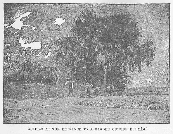 40.jpg Acacias at the Entrance to a Garden Outside EkhmÎm. 1 