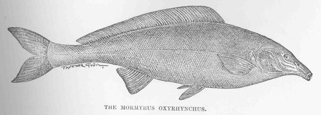 045.jpg the Mormyrus Oxyrhynchus. 