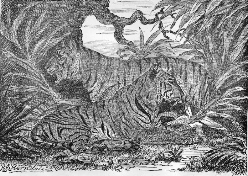 Felis Tigris