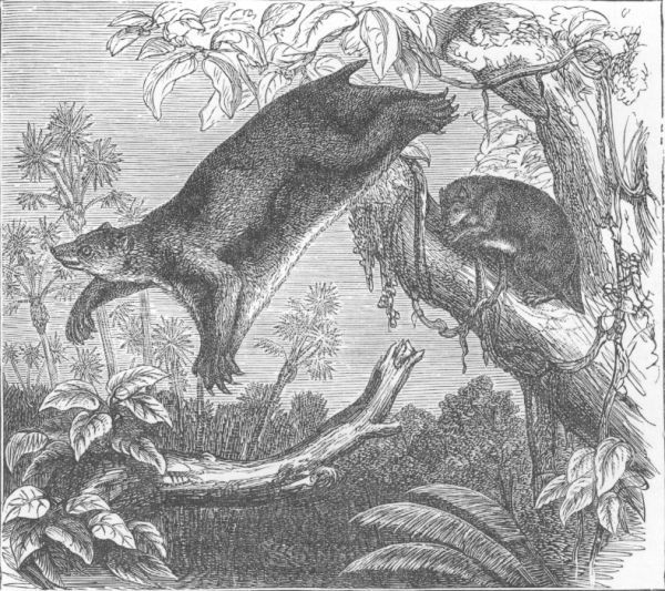 Galæopithecus volans