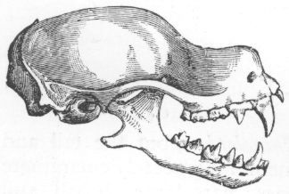 Skull of Rhinopoma.