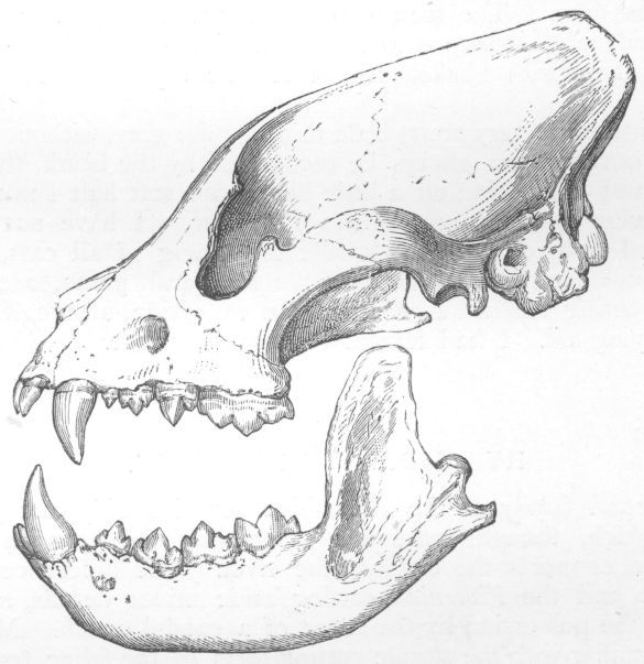Skull of Hyæna.