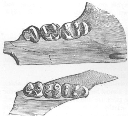 Dentition of Cricetus.