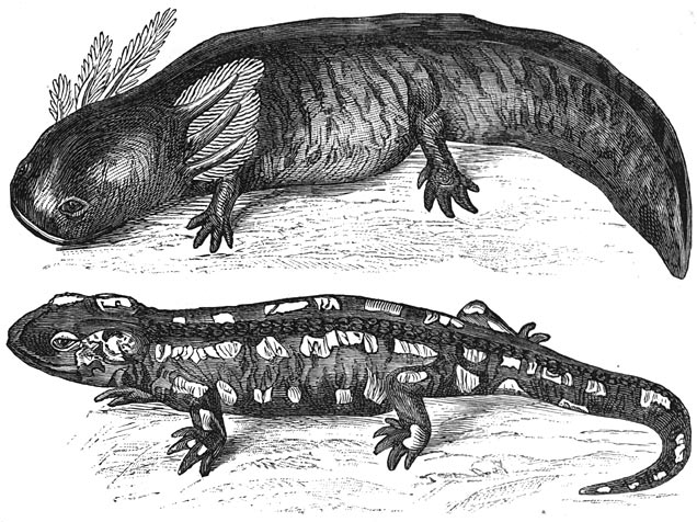 Fig. 18 De axototl vóór en na hare verandering. Verandering van een waterdier, dat door kieuwen ademt, in een kruipend dier.