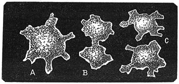 Fig. 23. De eerste organismen, de moneren, naar Haeckel.