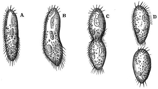 Fig. 26.—Voortplanting van een afgietseldiertje door deeling.