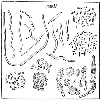 Fig. 34. Microben in den dampkring, 1000 maal vergroot: a, b, Vibrionen; c, d, Bacteriën; f, g, h, Micrococci.