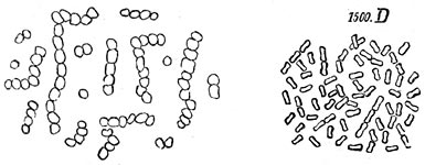 Fig. 35.—1. Bacillen, 1000 maal vergroot; 2. gewone bacteriën, 1500 maal vergroot.