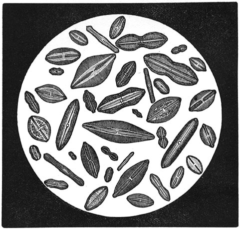 Fig. 36.—Verschillende vormen van Diatomeën.