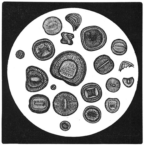 Fig. 37. Verschillende vormen van Diatomeën.