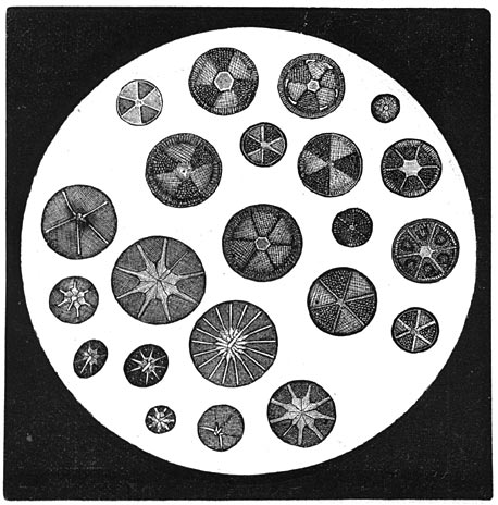 Fig. 38. Verschillende vormen van Diatomeën.