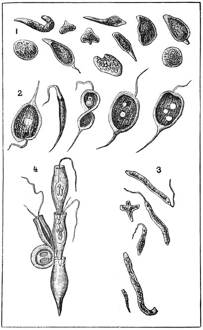 Fig. 41. Protisten. (Tusschenvormen tusschen dieren en planten).
